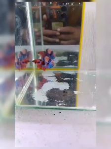 Betta ikan laga multicolour line  saiz M（show/hight grade） jantan or betina or 1 pair