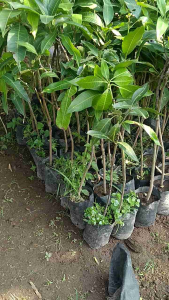 Bibit Pohon Mangga Harum Manis Original