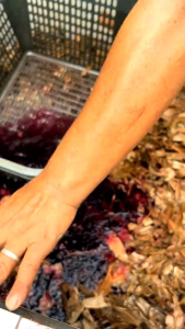 DAUN KETAPANG LAUT OLAHAN KEMASAN KECIL SUDAH DI OLAH PROSES FERMENTASI