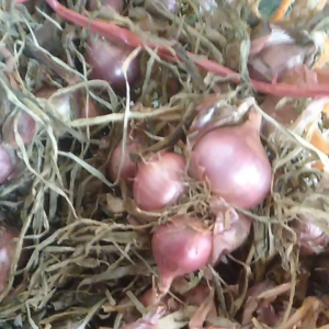 Bibit bawang merah 1 kg UMKM lokal siap tanam