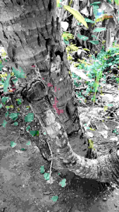 KELAPA UNIK BAHAN BONSAI ( TUMBUH BUKAN DARI BUAH NYA )