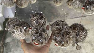 เป้ายิ้น ตัวเล็กน่ารัก ผ่าตัด ขนาด 10-11 นิ้ว โมบายแขวนปลาปักเป้า