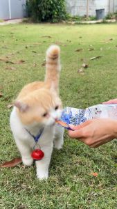 🚀ส่งไว:ขนมแมว KITTY TREATS คิตตี้ ทรีท ถุงโฉมใหม่(สูตรเดิม)