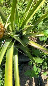 bibit nanas madu jumbo daun tanpa duri