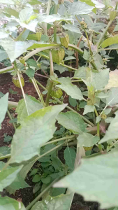 Daun Ciplukan & Cecendet Fresh 500g: Manfaat dan Cara Penggunaan