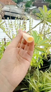 Pipa Klokotan Moncong Marlino Model Bulat Premium F64