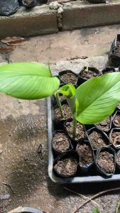 🌱ต้นกล้าขมิ้นขาว 🌱ต้นกล้าขมิ้นขาว🌱 พร้อมปลูกลงดิน🌱 ต้นละ 50 บาท🌱(ถ้าต้นสูงไปทางเราจะตัดส่งไปให้นะ่ค่ะ)