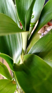 Tanaman Bambu hoki hijau - pohon hias bisa media air - srirejeki pembawa keberuntungan