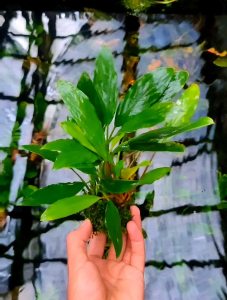 Anubias SP Media Wabikusa Full Moss: Cara Menanam & Merawat