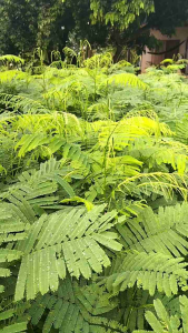 กิ่งชะอม หนามน้อย มีรากพร้อมปลูก (ชุด 100 กิ่ง)