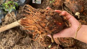 Bonggo Sikas Tanaman Hias Murah