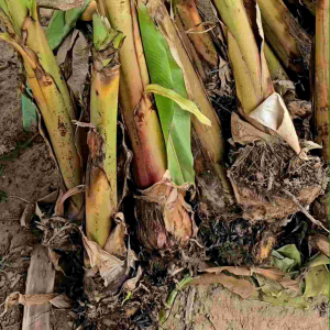 หน่อกล้วยไข่ จากสวนจังหวัดกำแพงเพชร พร้อมส่ง ขุดสด หน่อกล้วยสมบูรณ์ พร้อมปลูก หยกเพชรฟาร์ม