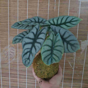 Quả cầu rêu kokedama rồng lá bạc