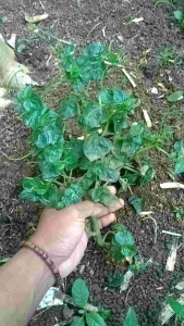 Rumput Sirih China Segar Spesial (kemasan 500gram)