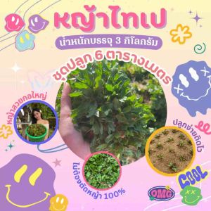 หญ้าไทเป ชุดปลูก6ตารางเมตร ของแท้ สดใหม่