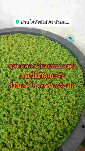 ชุดทดลองปลูกและขยายพันธุ์แหนแดง สำหรับมือใหม่หรือผู้เริ่มต้น