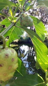Buah Mengkudu Segar 500 Gram & Pace Organik Segar