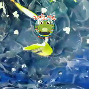 กระชังบกเลี้ยงปลา กบ กุ้ง หอย ปู ✨กว้าง 1 เมตรยาว 2 เมตรพลาสติกดำสูง 30 เซนติเมตรมูงสูง 90 ซม หนา, 300 ไมครอน, ✨300.- ปกติ, 799.-✨เจ้าดังในเฟสบูต