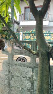 ขวานเหล็ก พร้อมด้ามยาว26นิ้ว ขวานตัดไม้ เหล็กแหนบแท้100%