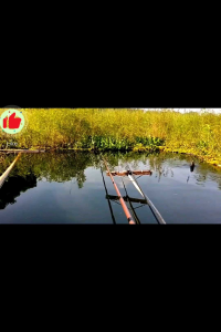 pro nila 30 ml cairan essen khusus Nila di waduk sungai atau galatama ikan cirata saguling jatiluhur waduk dharma