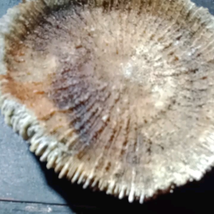 Fosil Karang Rawa Motif Jamur: Produk Unik untuk Dekorasi