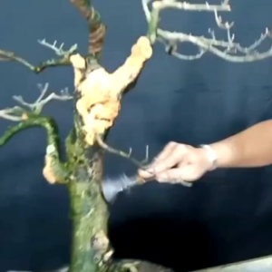 Alat Bonsai Sikat Kawat Kuningan Sikat Lumut Batang Pohon Bonsai