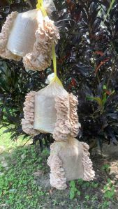 Bongkah cendawan sisir/kukur Super cute (HOT ITEM)