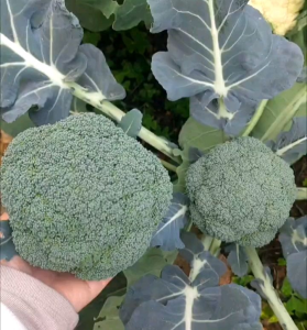 30 BUTIR BIJI | BENIH TANAMAN BROKOLI HIJAU