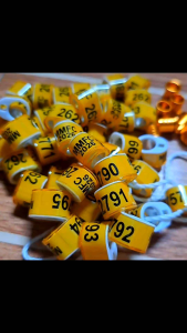 MMFC 2025 OVAL OBLONG SINGSING NG KALAPATI Pet