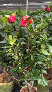 TKL - Big Camellia 7 Star/Camellia Hybrids Four Seasons 夏日七星茶花/多瓣四季茶花
