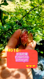 Pokok Fingerlime/Limau Jari/手指柠檬，植物中的鱼子酱