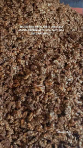 Kencur murah kemasan 1 kg