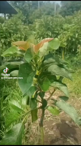 Bibit Alpukat Kendil: Tumbuhkan Buah Super Jumbo Dalam Pot