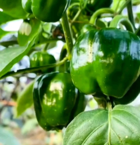 10 BUTIR BIJI/BENIH PAPRIKA HIJAU
