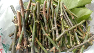 กิ่งผักสาบผักอีนูนสำหรับชำเอง.30กิ่ง .100บาท