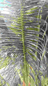 Cháy Lá Dừa Nấm Lá Sâu Đầu Đen Dưỡng Đọt - Bayer ( Bộ Sản Phẩm Xịt 4 Bình 25 Lít )