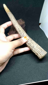 once cangklong tanduk RS asli dan original m128