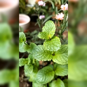 BENIH HERBAL MINT (KEMASAN ORIGINAL)