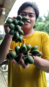 Buah pinang muda segar - pinang muda - buah pinang muda 500gr - buah jambe