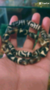 Vòng tay Mã Não Diz mang phong cách Cổ Điển Dân tộc Tây Tạng