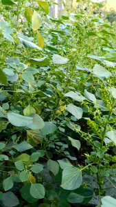 เมล็ดตำแยแมวตากแห้งพร้อมปลูกเมล็ดล้วนไม่ผสมใบมีเมล็ดมากกว่า🌲200เมล็ด🌲 เมล็ดตำแยแมว เมล็ดตำแย - Lazada