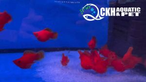 🔥CKH Aquatic🔥 Blood Red Balloon Molly Size L