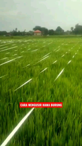 Tali Perak Penghalau Burung Pipit Sawah -+800 Meter Menakuti Pengusir Hama Padi