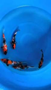 JAPAN SHOWA 20-22cm from SAKAI FARM  788 per koi + shipping 50