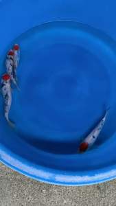 JAPAN TANCHO SANKE 22-26cm  from MARUDO FARM  980 per koi + shipping 50