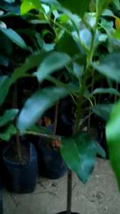 Bibit Buah Alpukat Mentega miki depok super