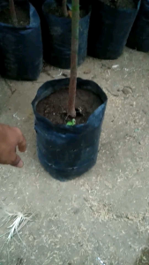 Bibit alpukat kelud super batang kokoh