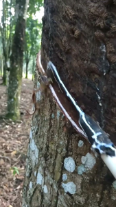 BIOPHON 10 PA KEMASAN 500 ML - VITAMIN GETAH KARET BIOPHON 10 PA TERJAMIN ORIGINAL