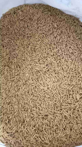 Padi Ternakan & Benih | 100% Asli | Sesuai Untuk Ayam Itik Lembu