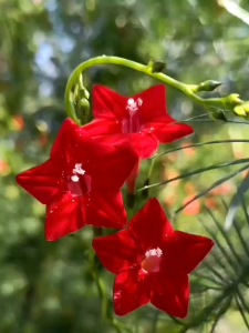 🌱10 Biji Benih🌱Cypress Vine Star Flower 茑萝种子